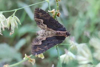 Dypterygia scabriuscula