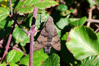 Macroglossum stellatarum