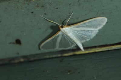 Palpita vitrealis