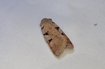 Eugnorisma glareosa