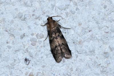 Euzophera pinguis