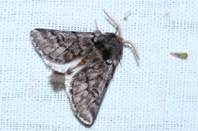 Thaumetopoea pityocampa