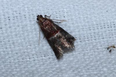 Acrobasis marmorea