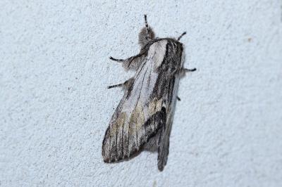 Harpyia milhauseri