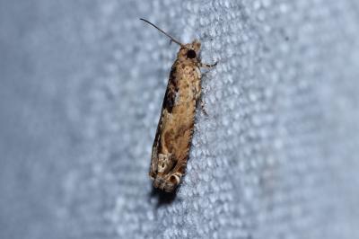 Crocidosema plebejana