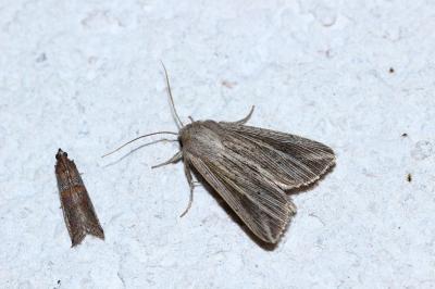 Mythimna riparia