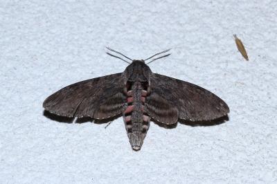Agrius convolvuli