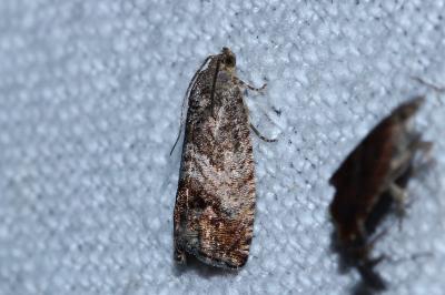 Cydia splendana
