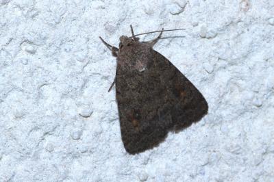 Caradrina morpheus