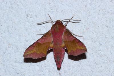 Deilephila porcellus
