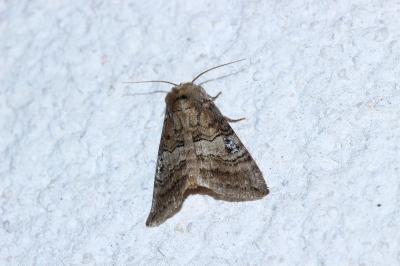 Tethea ocularis