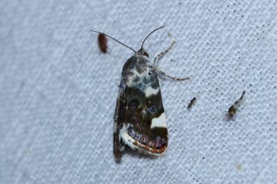 Acontia lucida