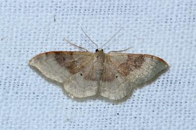 Idaea degeneraria
