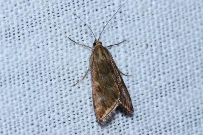 Loxostege sticticalis