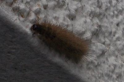 Phragmatobia fuliginosa