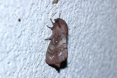 Dendrolimus pini