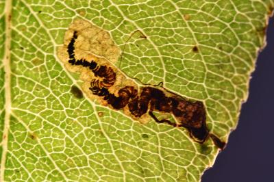 Stigmella pyri
