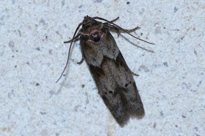 Blastobasis glandulella