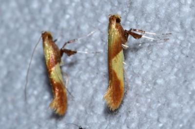 Caloptilia robustella