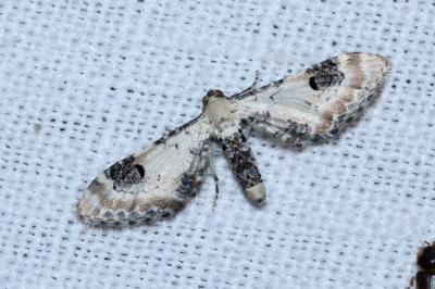 Eupithecia centaureata