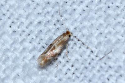 Bucculatrix ulmella