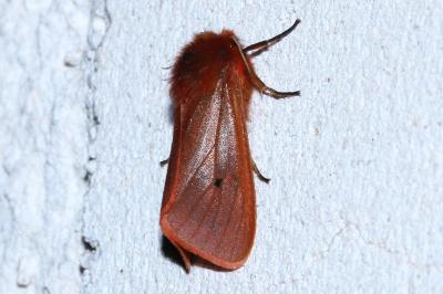 Phragmatobia fuliginosa