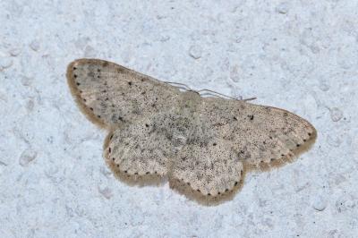 Scopula marginepunctata