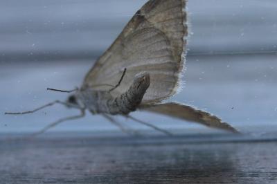 Aplocera efformata