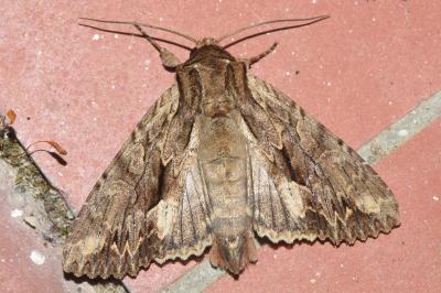 Apamea monoglypha