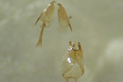 Ateliotum petrinellum