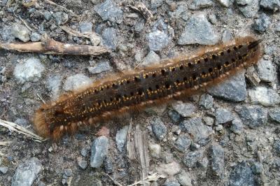 Euthrix potatoria