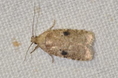 Agonopterix propinquella