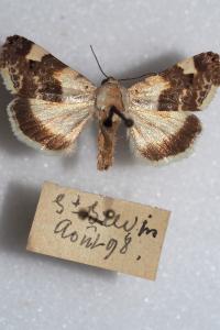 Acontia lucida