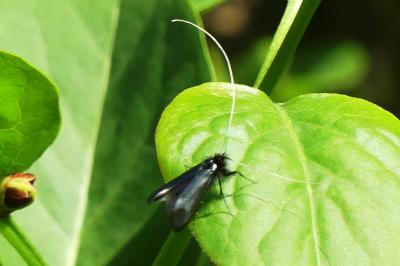 Adela reaumurella