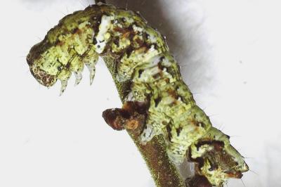Allophyes oxyacanthae