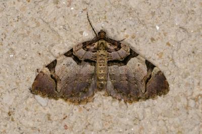Anticlea derivata