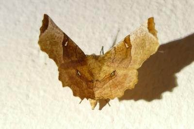 Selenia lunularia