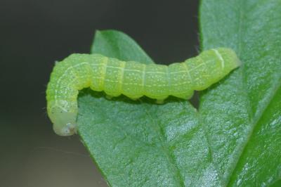 Orthosia cerasi