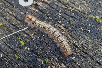 Lasiocampa quercus