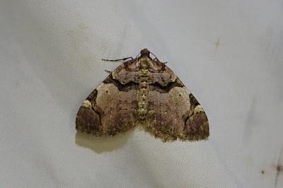 Anticlea derivata