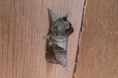Clostera pigra