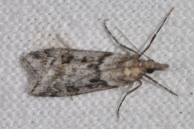 Eudonia angustea