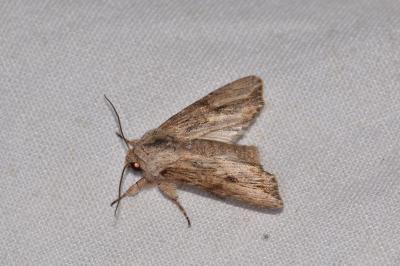 Egira conspicillaris