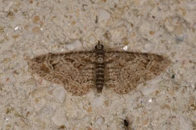 Gymnoscelis rufifasciata