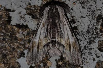 Harpyia milhauseri