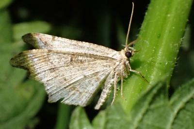 Macaria alternata