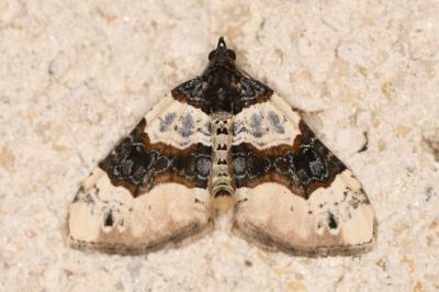 Cosmorhoe ocellata