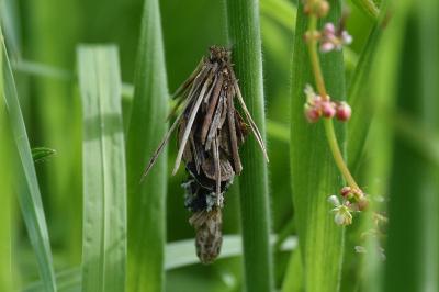 Canephora hirsuta