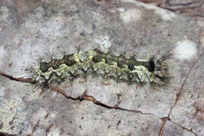 Lymantria monacha