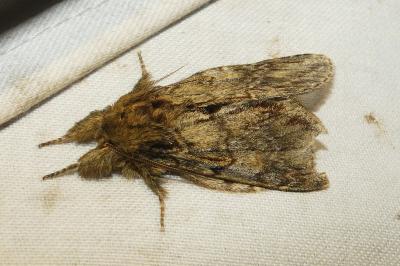 Peridea anceps